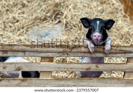 a young pig looking over a wooden fence.