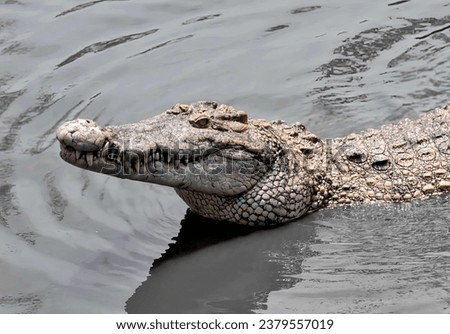 a crocodile swims in the water.