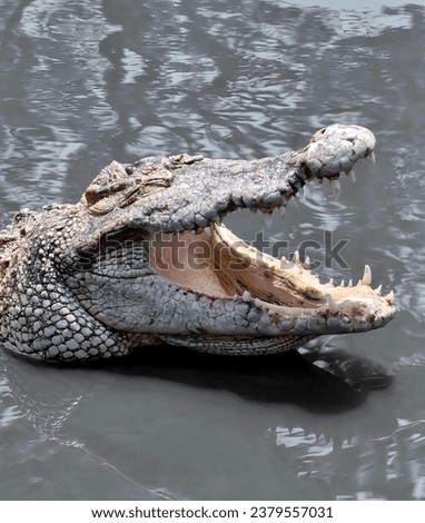 a crocodile catches a fish in the water.