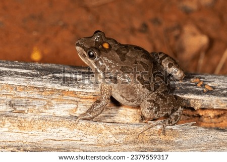 Australian Spotted Marsh Frog resting on log Royalty-Free Stock Photo #2379559317