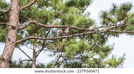Oriental turtle dove resting side by side on a tree branch. Streptopelia orientalis