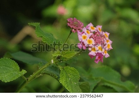 Telekan flowers or 'lantana camara' are not just shrubs and ornamental plants. But it is useful as a family medicinal plant. Its function is to dissolve toxins in the body by using ripe telekan fruit