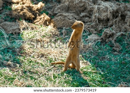 A small Mongoose standing on grass under sunlight