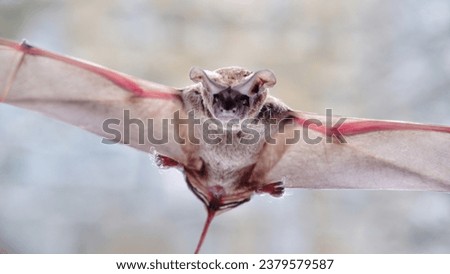 Tadarida brasiliensis known as Mexican free-tailed bat or Brazilian free-tailed bat on blurred background  Royalty-Free Stock Photo #2379579587