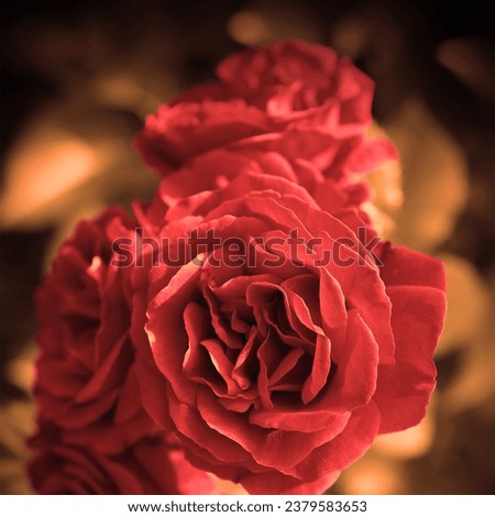 Color nature, red beautiful roses, fresh blooming flowers, floral image, love motif, natural background