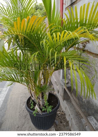 Yellow palm is a popular ornamental plant that is commonly found in yards.