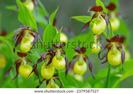 Large yellow slipper-shaped blooms of Lady's slippers orchid (Cypripedium calceolus) flowering in Estonian nature.  Royalty-Free Stock Photo #2379587527