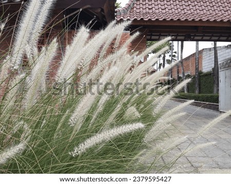 Hameln Dwarf Fountain Grass: The miniature masterpiece of nature's elegance Royalty-Free Stock Photo #2379595427