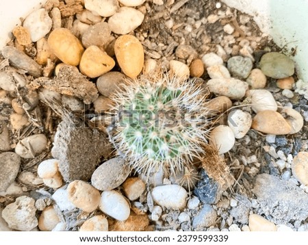 Close-Up Photo of a Tropical Cactus Plant