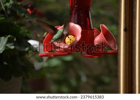 Hummingbirds at feeder in garden