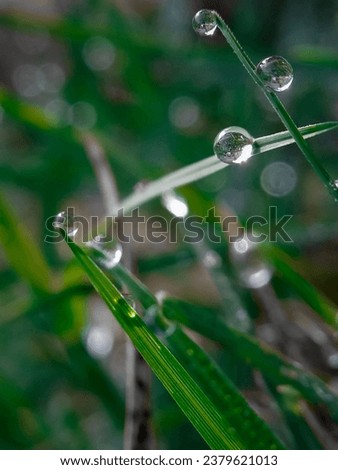 Water droplets at the tips of green leaves add an aesthetic impression to the background