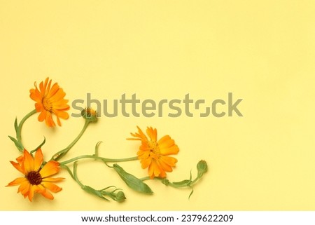 Beautiful fresh calendula flowers on yellow background, top view. Space for text