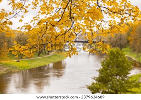 The bank of the Valmiera Gauja river is covered with bright yellow leaves in autumn. Golden autumn in Valmiera. Soft selective focus