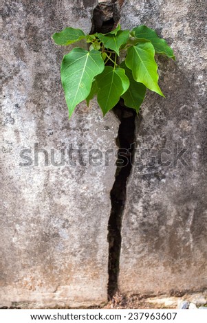The  tree growth in cement