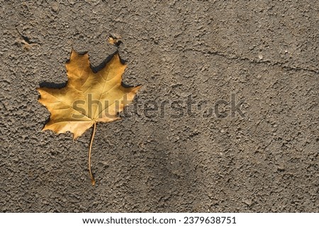 Yellow maple leaf on the road. Autumn background. View from the top