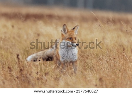 Fox looks slightly to the left at camera
