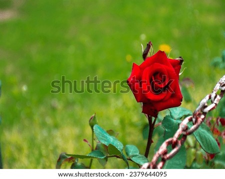 beautiful red rose picture HD Quality