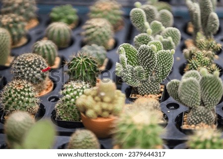 Group of cactus in a pot at the plant market in Thailand.
