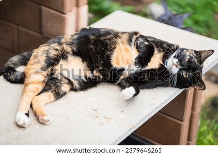 Beautiful calico cat relaxing at the plant market in Thailand.