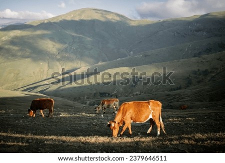 Rural mountain landscape: cows grazing on green hills. Ideal for website design and eco product advertising.