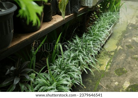 Chlorophytum comosum spider plants in the home garden in pots Royalty-Free Stock Photo #2379646541
