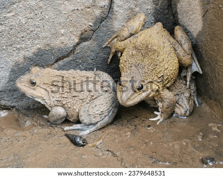 Frogs, toads, or amphibians raised by farmers for sale.