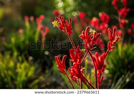 Red clusters of Kangaroo Paw flowers (Anigozanthos) in beautiful backlight with bokeh.