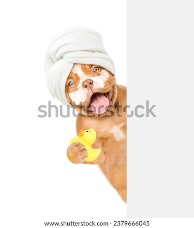 Mastiff puppy with towel on it head with cream on it face holds rubber duck and looks from behind empty white banner