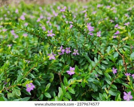 Mexican Heather Plant at the park Royalty-Free Stock Photo #2379674577
