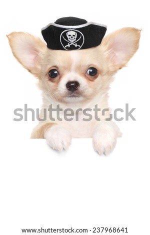 Chihuahua puppy in carnival pirate hat above white banner isolated on white background