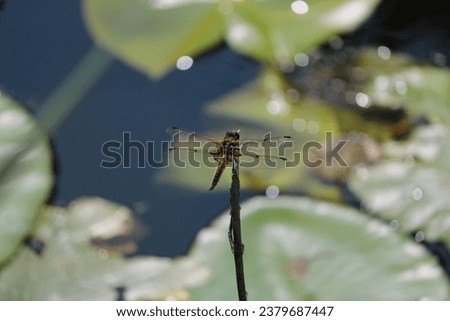 Dragon fly sitting on a twig on pond