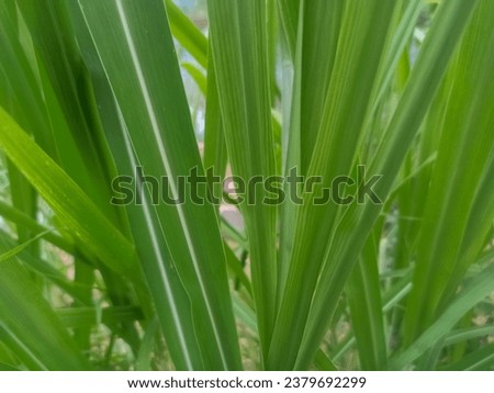 grass or leaves for cattle feed, called elephant grass in Indonesia