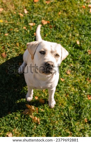 Dog, a young Labrador retriever in autumn walks on a green lawn. Happy pet on walk.