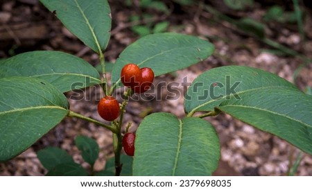 Herbal plant, Clausena harmandiana (Pierre) Pierre ex Guill, RUTACEAE, used as herbal medicine, has many medicinal properties, pictured are leaves, and fruit, ripe, red.