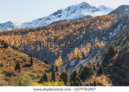 Yellow birch grove in the gorge and snowy peaks.