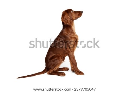 Side view of beautiful, calm, purebred dog, Irish red setter sitting and looking isolated on white background. Concept of domestic animal, dogs, breed, beauty, vet, pet. Copy space for ad