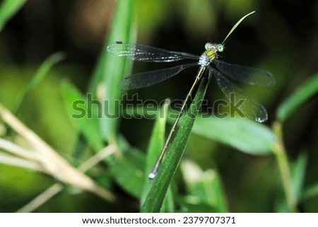 Dragonfly "Emerald damselfly (Ooaoitotombo, Lestes temporalis)" perched on a thin branch (Wildlife closeup macro photograph) 