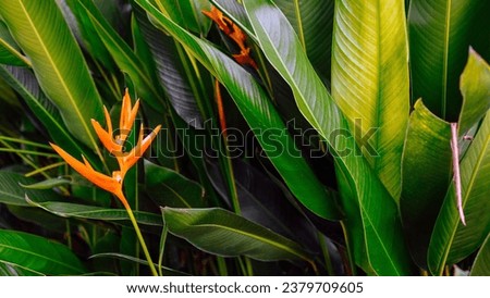 Orange  Heliconia flower on light and dark tropical leaf nature background. Heliconia flower green leaves and a nature background