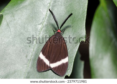 White striped black moth (Hotaruga, Pidorus glaucopis drury)  on the green leaf (Nature close up macro photograph)