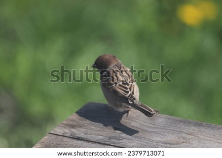 Sparrow flew into the backyard of a country house to find food and water for himself. A great day to watch birds and take pictures