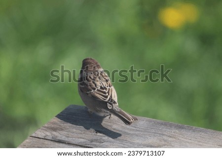 Sparrow flew into the backyard of a country house to find food and water for himself. A great day to watch birds and take pictures