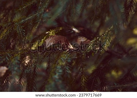 Autumn minimalist aesthetic background. Golden falling leaves on the bright green fir tree. Forest microcosm.
