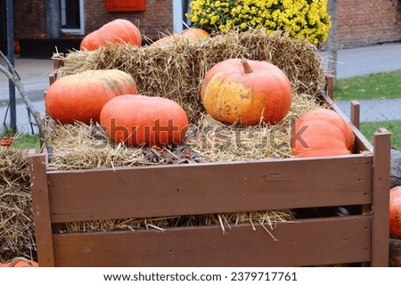 Pumpkins for Halloween in an urban environment