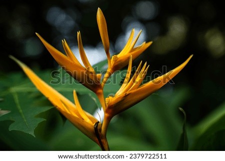 close up of bird of paradise flower with blurry background 