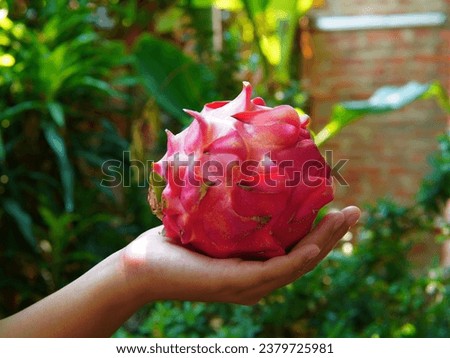someone who is holding a dragon fruit or ( buah naga, Pitaya, Pithaya, Pitaya Roja, Kamalam, Selenicereus undatus, Hylocereus polyrhizus ) Royalty-Free Stock Photo #2379725981