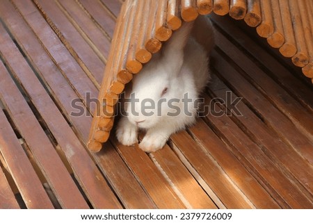 rabbit hiding behind wooden wicker