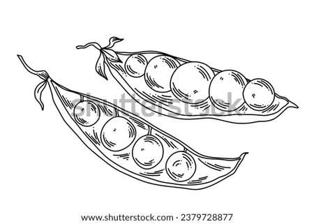 Linear illustration of open pea pods with ripe peas inside, black and white graphic