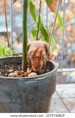 Side view of red squirrel sitting in flower pot and cracking walnut shell. Cute fluffy animal searching food. Royalty-Free Stock Photo #2379730829