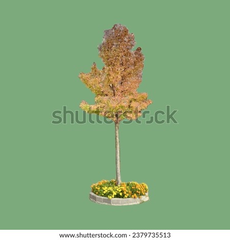 A tree with colorful dried leaves in autumn 