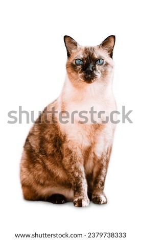 Beautiful cat sitting and looking at the camera. Isolated on white background